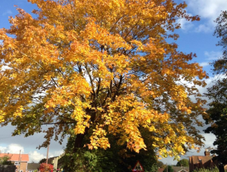 Autumn trees in Bury Lane