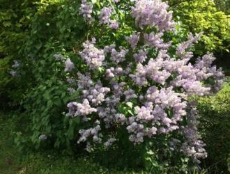 Lilacs George Hill