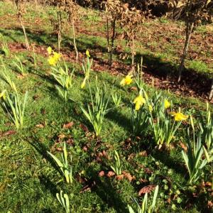 Cemetery daffodils